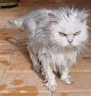 angry_wet_cat