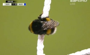 Que bicho é esse que apareceu no jogo? Uma abelha? Algum biólogo aí pra ajudar?