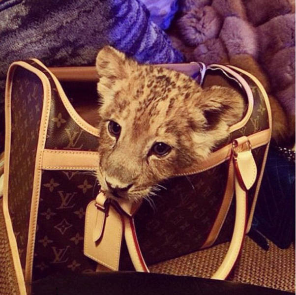 the_filthy_rich_like_to_flaunt_pictures_of_their_exotic_pets_online_640_05