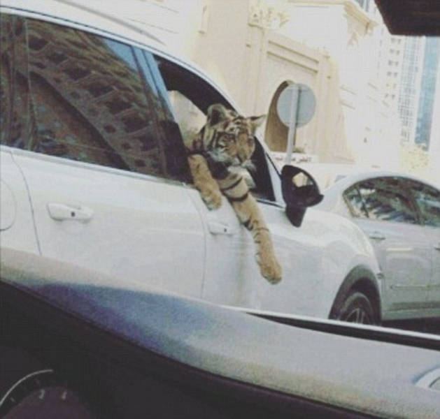 the_filthy_rich_like_to_flaunt_pictures_of_their_exotic_pets_online_640_20