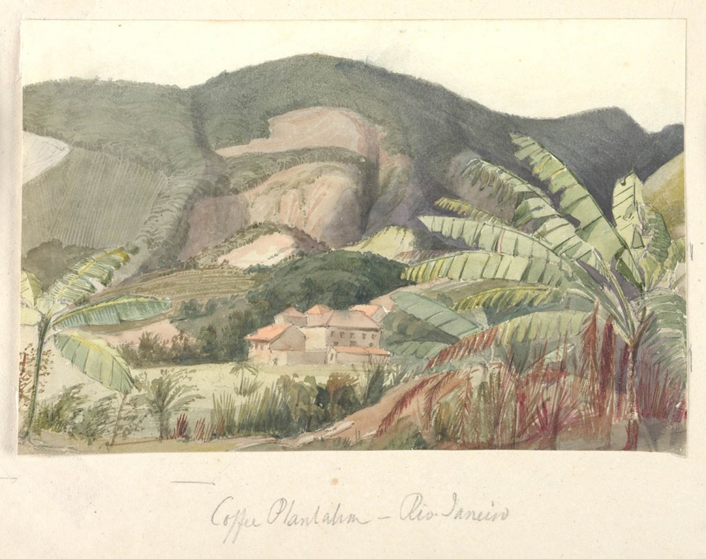 Plantação de Café na Gávea Pequena