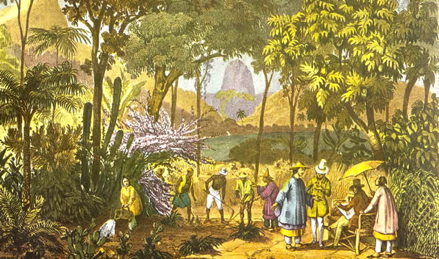 johann moritz rugendas chineses tea plantation rio de janeiro XIX century
