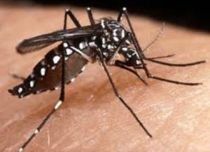 Mosquito da dengue, agora na versão tipo 4 (foto: reprodução) Mosquito da dengue